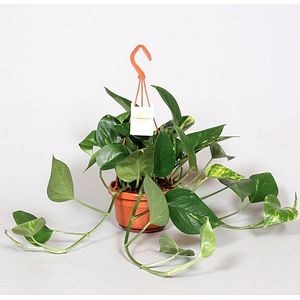 Epipremnum Scindapsus, in ghiveci