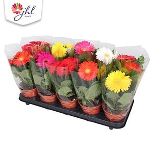 Mix Gerbera