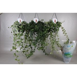 Iedera Helix, in ghiveci