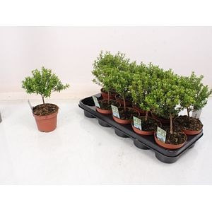 Mix de plante verzi, 15 cm