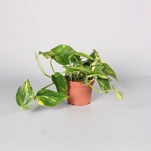 Iedera diavolului, in ghiveci