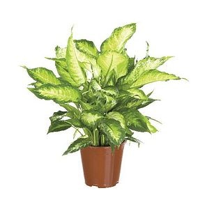 Dieffenbachia D17