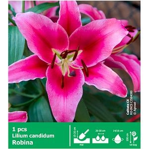 Bulb Crin Robina AGROSEL, roz, 1 buc