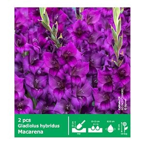 Gladiole Macarena