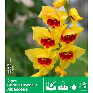 Bulbi Gladiole Albandeira, galben
