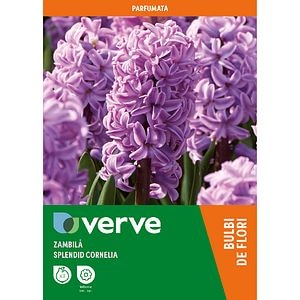 Bulb VERVE Zambila Splendid, mov