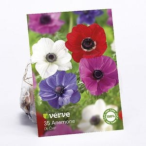 Mix Anemone  Verve