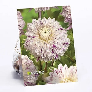 Bulbi Dalia Decorative Avignon, alb-mov