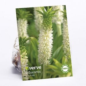 Bulbi VERVE Eucomis Autumnalis, alb