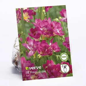 Frezie VERVE, roz