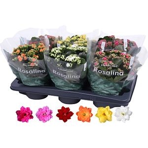 Mix dublu Kalanchoe Caladiva