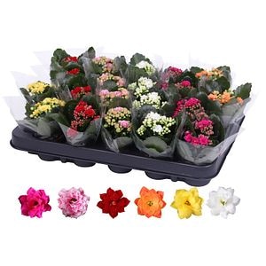 Mix dublu Kalanchoe Caladiva, 15 cm
