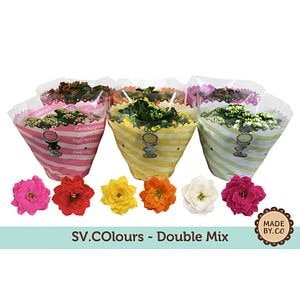 Mix dublu Kalanchoe Calandiva, 27 cm