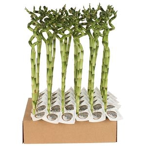 Lucky Bamboo Spirala 18 Cm
