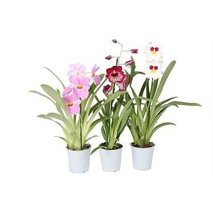 Mix Miltonia, 1 tija, in ghiveci