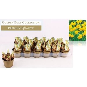 Narcisa Tete A Tete 13 Cm