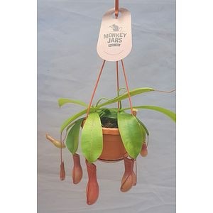 Planta carnivora Alata, in ghiveci