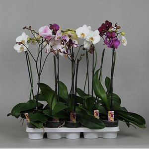 Orhidee, 1 tija, in ghiveci