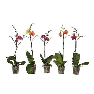 Mix orhidee 9, 1 tija, in ghiveci