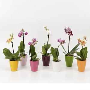 Mix orhidee, 1 tija, in ghiveci ceramic