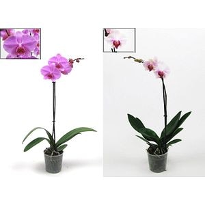 Orhidee roz, 1 tija, in ghiveci