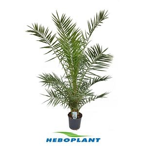 Phoenix Canariensis, in ghiveci, 130 cm