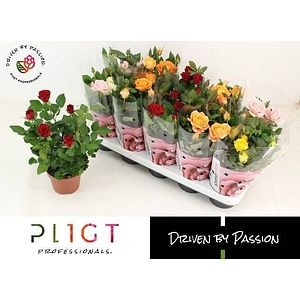 Mix trandafir, 29 cm