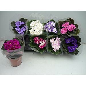 Mix Saintpaulia, in ghiveci, 18 cm