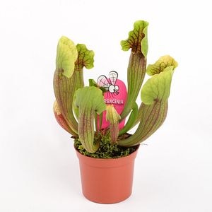 Sarracenia Vogel, in ghiveci