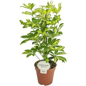 Arbore Umbrela, in ghiveci