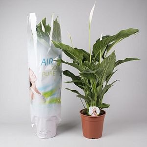 Crinul pacii, in ghiveci, 90 cm