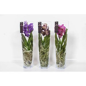Mix Vanda Lisanna, in ghiveci