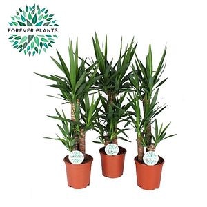 Yucca, in ghiveci, 60 cm