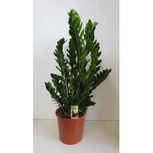 Zamioculcas, in ghiveci, 105 cm