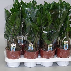 Zamioculcas, in ghiveci