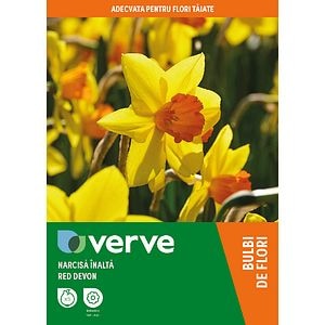 Bulb VERVE Narcisa Devon, galben