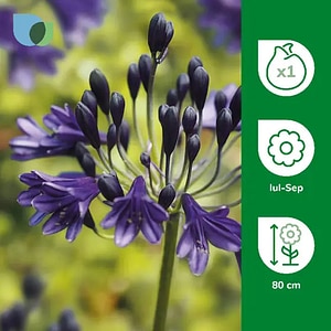 Bulb Agapanthus Black Buddhist, mov