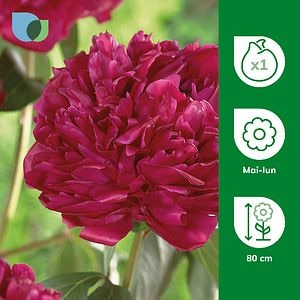 Bulb Bujor Adolphe Rousseau VERVE, rosu