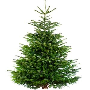Brad natural, Nordman, 240-270 cm