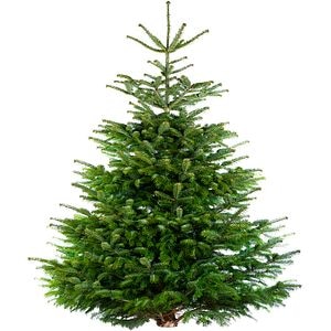 Brad natural, Nordman, 200-240 cm