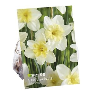 Bulbi Narcisa Bella Estrella, 5 bucati