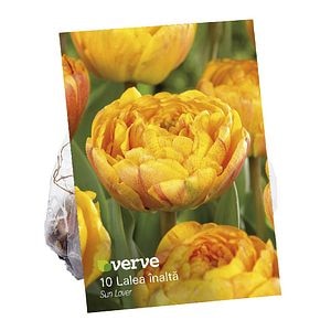 Bulbi Lalea special Sunlover VERVE, 10 bulbi