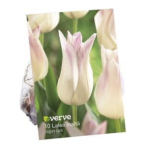 Bulbi Lalea Elegant Lady VERVE, 10 bulbi