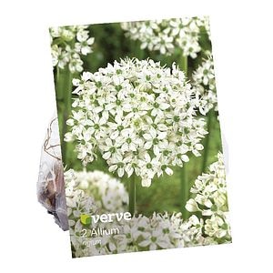 Usturoi cu frunze late  Verve