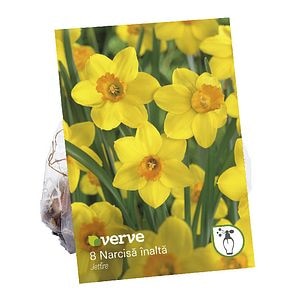Narcisa pitica Jetfire 8 • Verve
