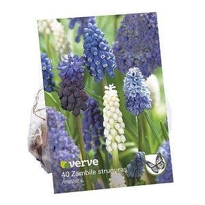 Bulbi zambile Struguras VERVE, 40 bucati