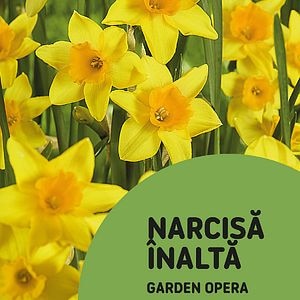 Bulbi Narcise Garden Opera, 6 bucati
