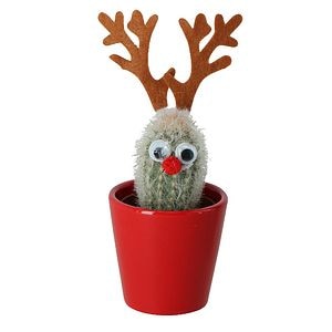 Cactus asortat, 5.5 cm