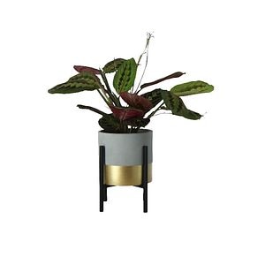 Mix Calathea, in ghiveci, 13 cm