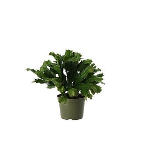 Cactus Craciun, 12 cm